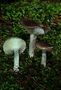 Hygrophorus agathosmus